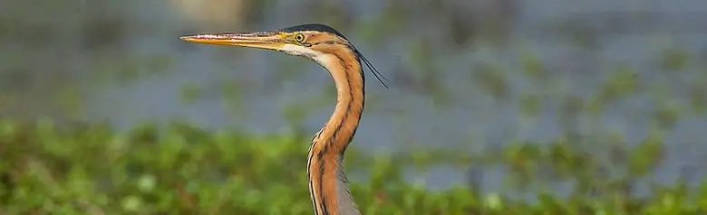 Purpurreiher. Er läuft in der Vegetation im Wasser. Sein Gefieder ist grau und rötlich-braun.
