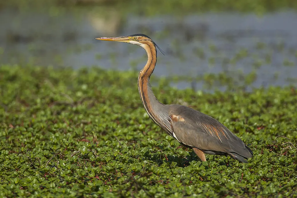 Purpurreiher. Er läuft in der Vegetation im Wasser. Sein Gefieder ist grau und rötlich-braun.