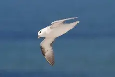 Eissturmvogel