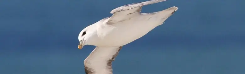Eissturmvogel