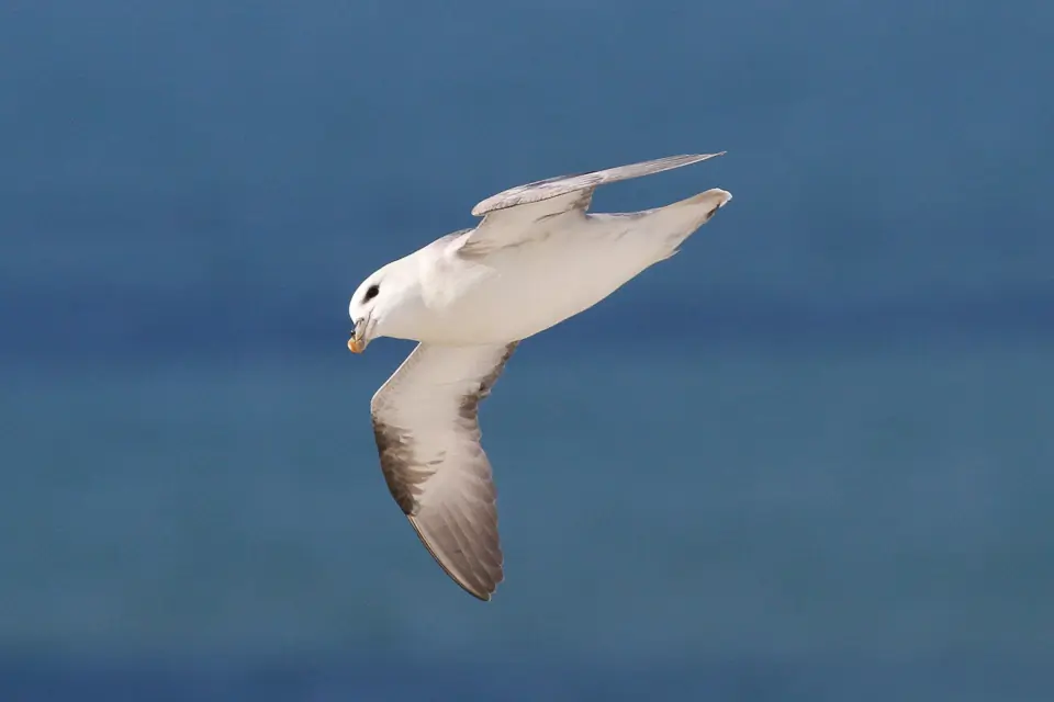 Eissturmvogel