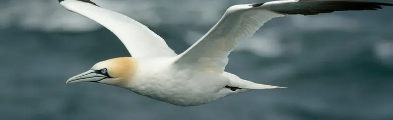 Basstölpel