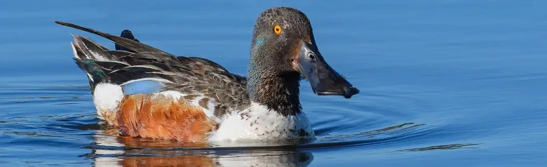 Löffelente. Die Ente liegt auf dem Wasser und der sehr breite Schnabel ist sehr auffällig. Braune Flanke.