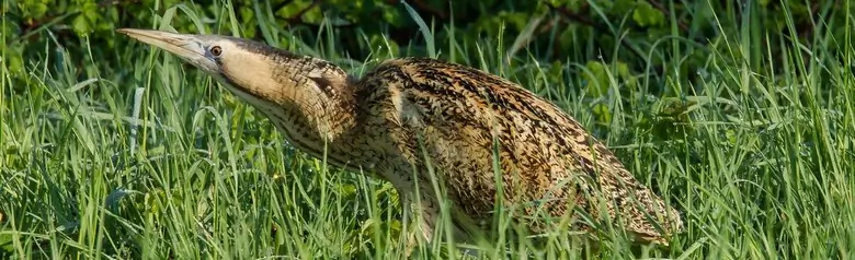 Rohrdommel. Hier in dichter Vegetation. Mittelgroßer Reiher mit längsgestreiftem, goldbraunem Federkleid.