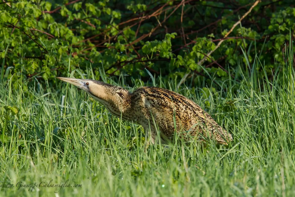 Rohrdommel. Hier in dichter Vegetation. Mittelgroßer Reiher mit längsgestreiftem, goldbraunem Federkleid.