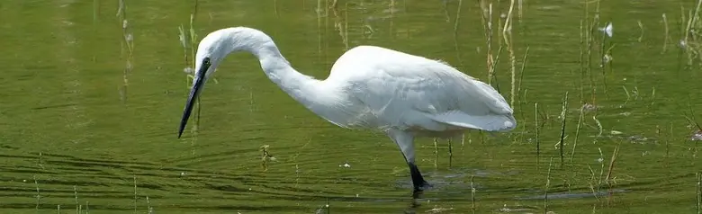 Seidenreiher. Sucht im flachen Wasser nach Fischen. Weißer Vogel mit langen Beinen und einem langen Schnabel. Schwarze Beine, aber gelbe Füße.
