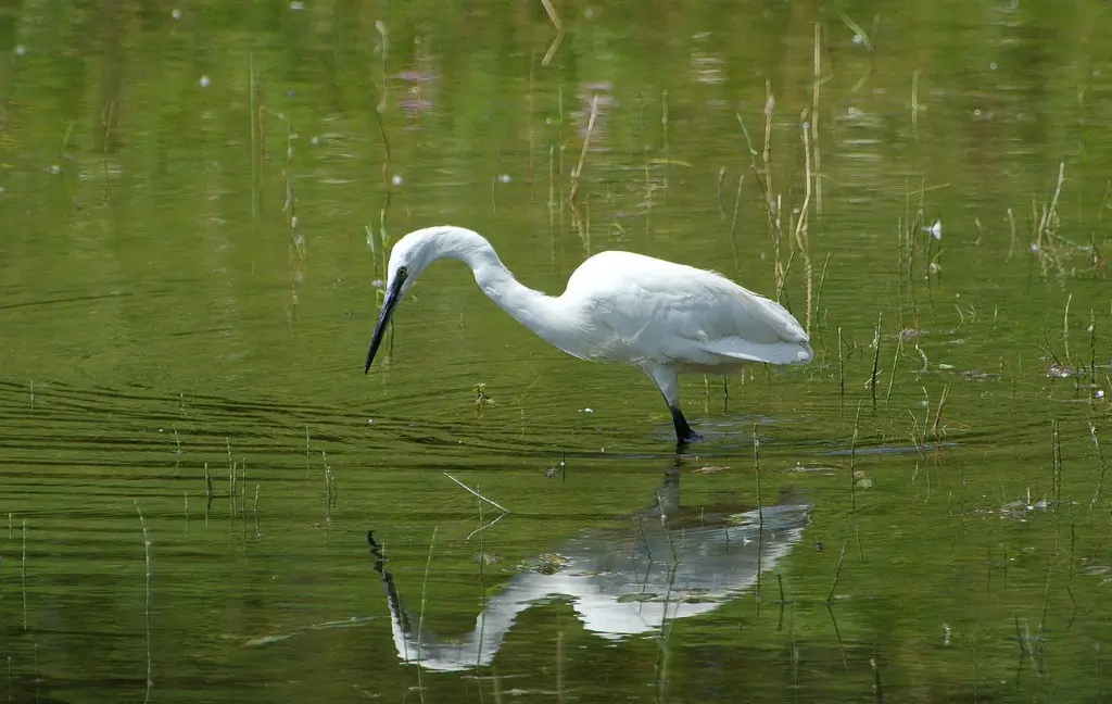 Seidenreiher. Sucht im flachen Wasser nach Fischen. Weißer Vogel mit langen Beinen und einem langen Schnabel. Schwarze Beine, aber gelbe Füße.
