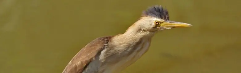 Zwergdommel. Er hat grünlich-graue Beine. Das Männchen (Foto) ist bräunlich-gelb mit schwarzem Bürzel, Rücken und Flugfedern.
