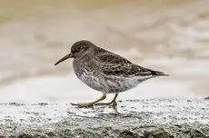 Meerstrandläufer