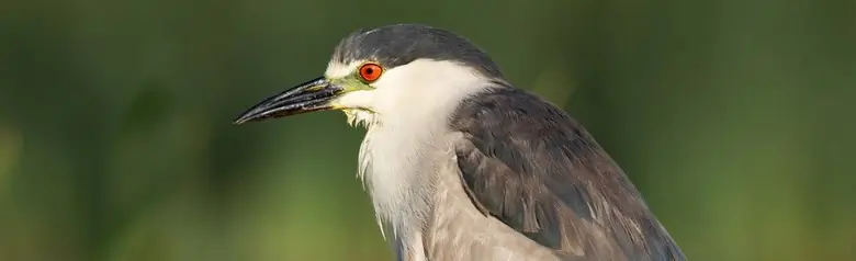 Nachtreiher. Der einzige Reiher in Europa, bei dem der erwachsene Vogel rote Augen hat. Der Schnabel ist kräftig und für einen Reiher relativ kurz.