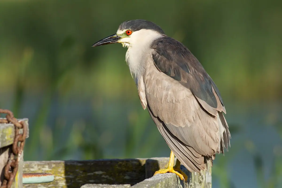 Nachtreiher. Der einzige Reiher in Europa, bei dem der erwachsene Vogel rote Augen hat. Der Schnabel ist kräftig und für einen Reiher relativ kurz.