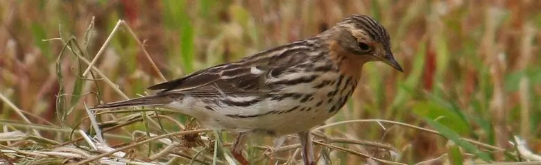 Rotkehlpieper. Auf der Suche nach Nahrung in einem Stoppelfeld. Die rostrote Kehle verrät, dass es sich um einen männlichen Vogel handelt.