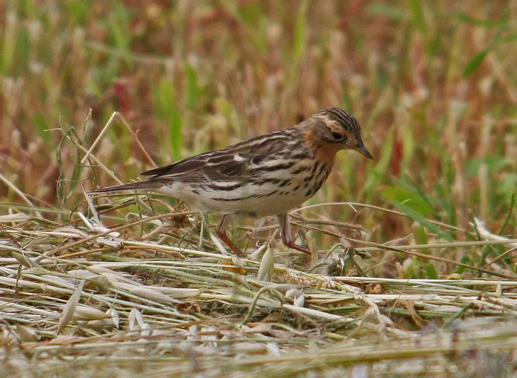 Rotkehlpieper. Auf der Suche nach Nahrung in einem Stoppelfeld. Die rostrote Kehle verrät, dass es sich um einen männlichen Vogel handelt.