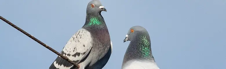 Felsentaube. Zwei Tauben auf einem Draht sitzend. Grauer Rücken und Flügel mit zwei dicken, schwarzen Querbändern auf der Oberseite der Flügel. Orangefarbene Augen.