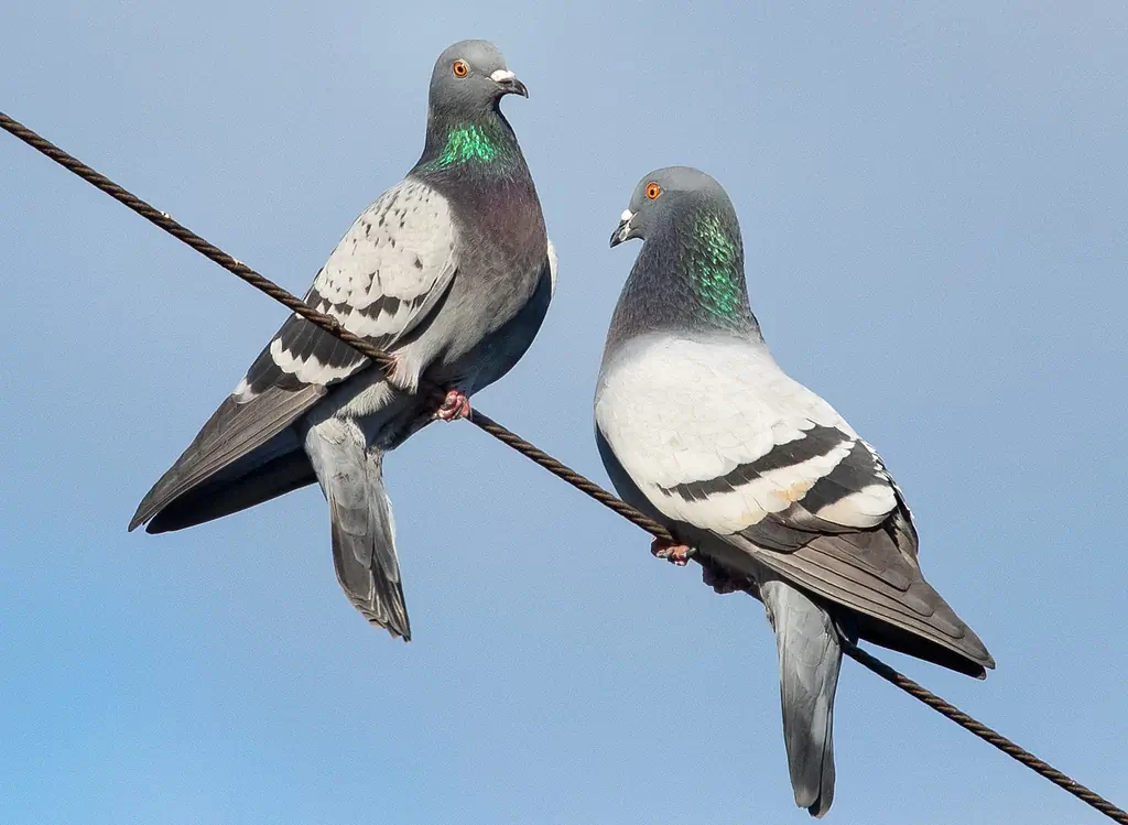 Felsentaube. Zwei Tauben auf einem Draht sitzend. Grauer Rücken und Flügel mit zwei dicken, schwarzen Querbändern auf der Oberseite der Flügel. Orangefarbene Augen.