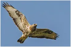 Raufußbussard