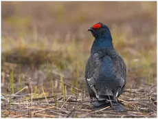 Birkhuhn