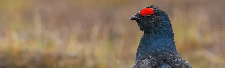 Birkhuhn. Fast schwarz mit blauähnlichen Federn auf der Brust. Auffälliger roter Streifen über dem Auge.