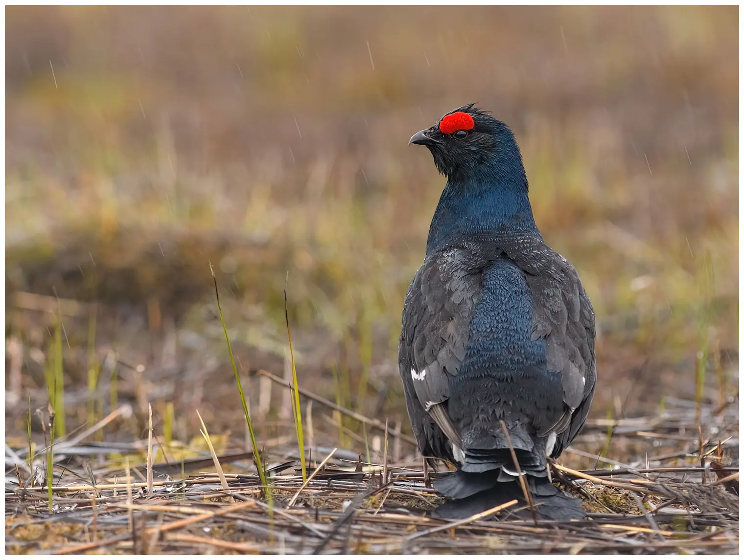 Birkhuhn. Fast schwarz mit blauähnlichen Federn auf der Brust. Auffälliger roter Streifen über dem Auge.