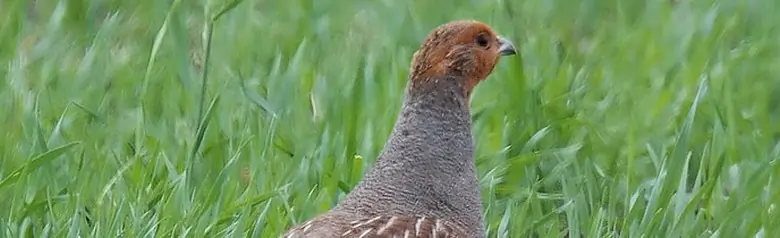 Rebhuhn. Spaziergang auf dem Feld. Der braun gestreifte Rücken tarnt sich gut im Gras. Graue Brust mit feiner Zeichnung, und der Kopf ist orangebraun.