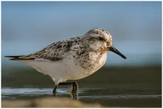 Sanderling