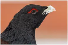 Auerhuhn