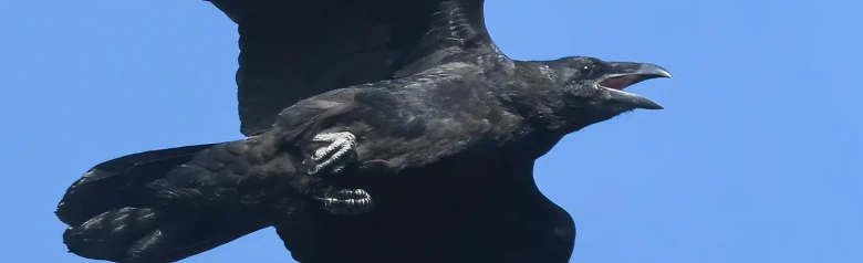 Kolkrabe. Hier im Flug vor einem blauen Himmel. Großer Vogel mit einem sehr kräftigen Schnabel und keilförmigem Schwanz.