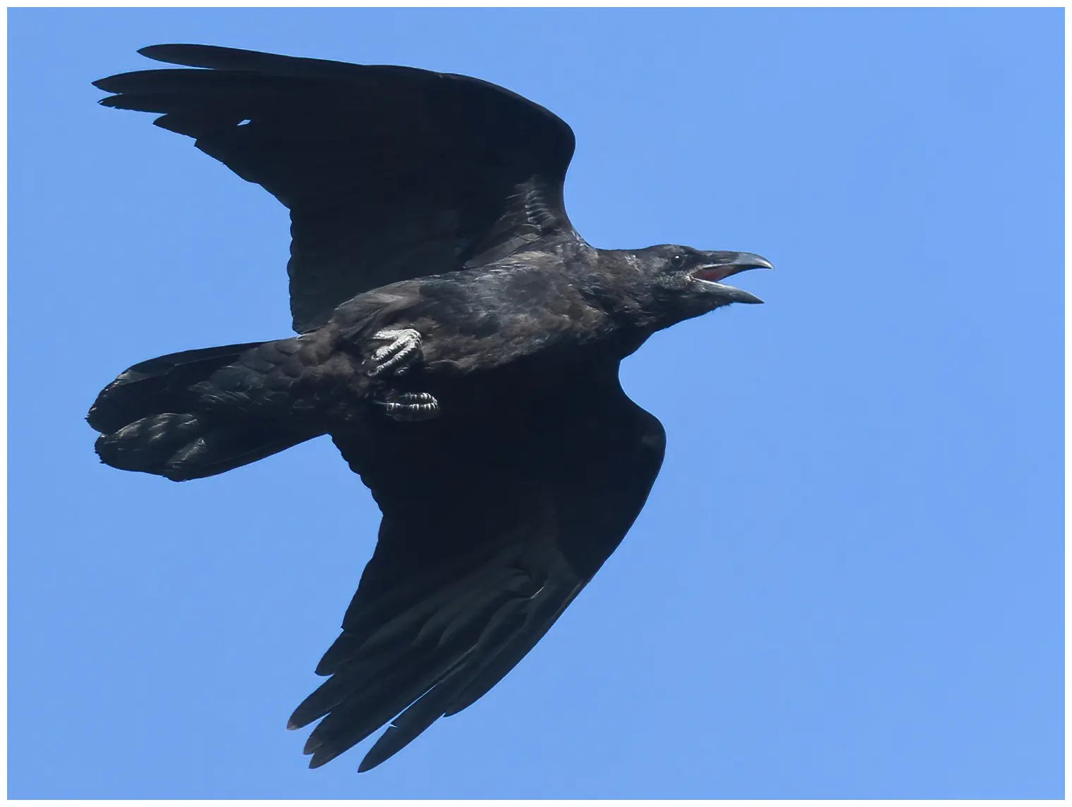 Kolkrabe. Hier im Flug vor einem blauen Himmel. Großer Vogel mit einem sehr kräftigen Schnabel und keilförmigem Schwanz.