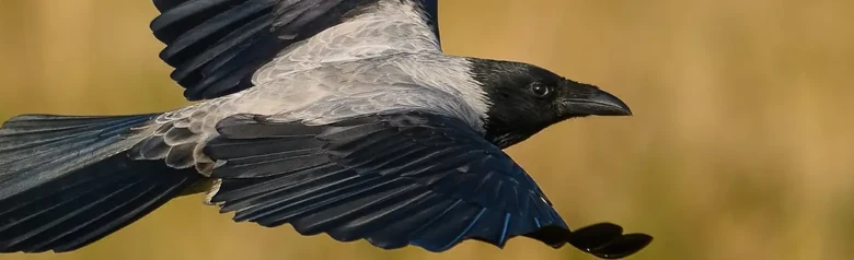 Nebelkrähe. Fliegend, mit Gras im Hintergrund. Der Vogel ist überwiegend grau, hat aber schwarze Flügel, Gesicht und Brust.