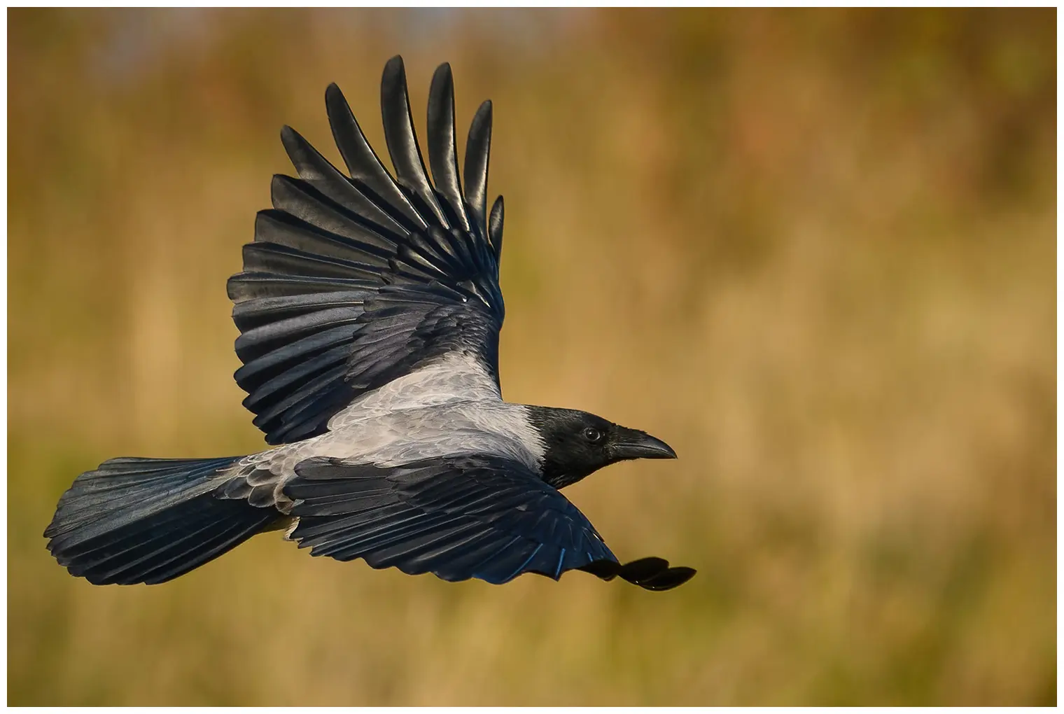 Nebelkrähe. Fliegend, mit Gras im Hintergrund. Der Vogel ist überwiegend grau, hat aber schwarze Flügel, Gesicht und Brust.