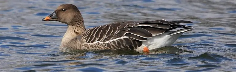 Saatgans. Auf dem Wasser liegend. Die Beine sind orange, ebenso wie der Schnabel, der ebenfalls schwarz gezeichnet ist.