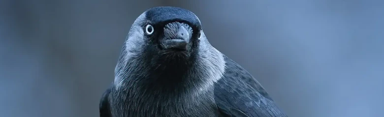 Dohle. Schwarz mit einem hellgrauen Hals und Wangen und hat helle Augen, die sich von den schwarzen Augenrändern abheben.
