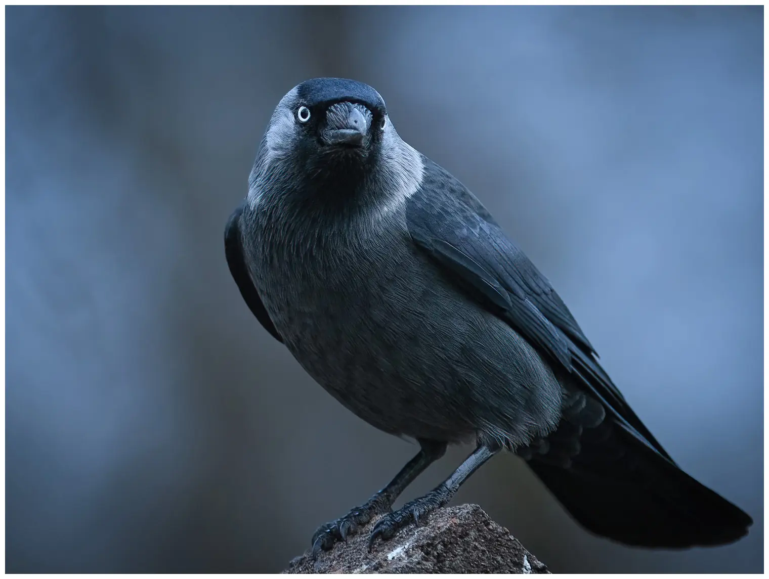 Dohle. Schwarz mit einem hellgrauen Hals und Wangen und hat helle Augen, die sich von den schwarzen Augenrändern abheben.