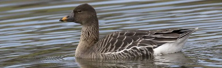 Tundrasaatgans. Eine kleine braune Gans mit einem braunen Schnabel und einem orangefarbenen Fleck.