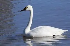 Pfeifschwan