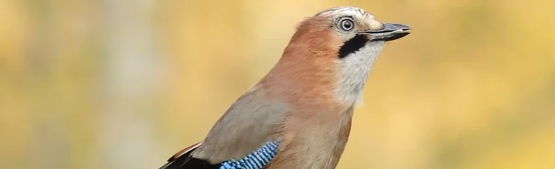 Eichelhäher. Gesprenkelter Vogel mit azurblauem Flügelfleck, schwarzem Bartstreifen und weißem Bürzel.