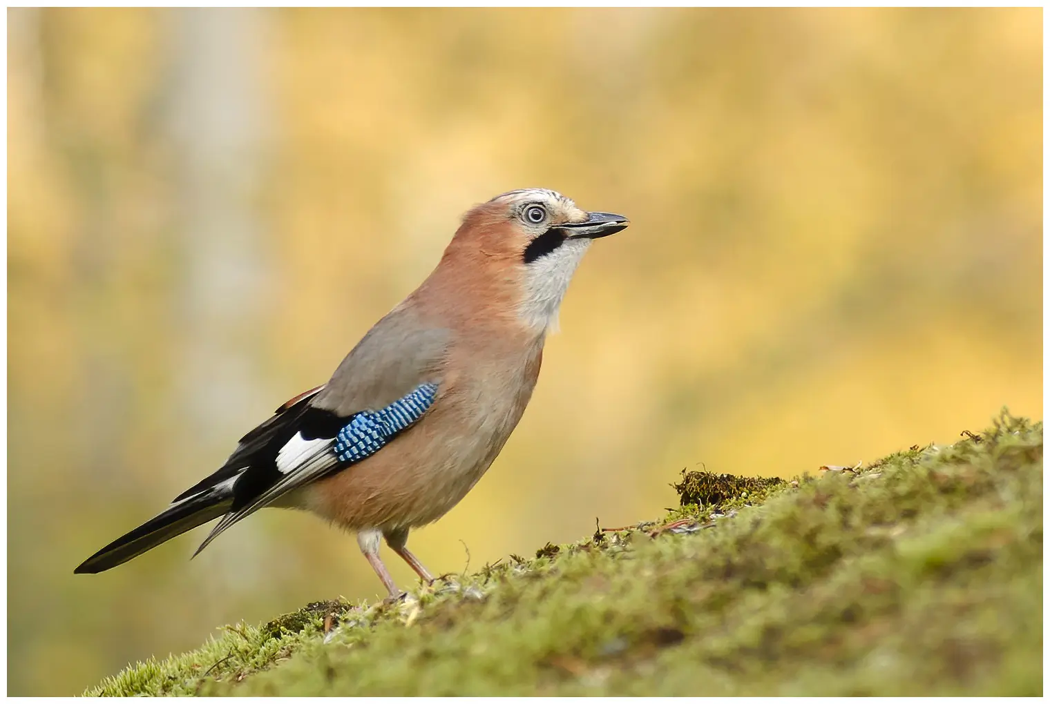 Eichelhäher. Gesprenkelter Vogel mit azurblauem Flügelfleck, schwarzem Bartstreifen und weißem Bürzel.