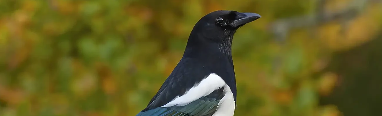 Elster. Schwarz-weißes Gefieder mit metallischem Glanz auf den Flügeln und auf dem sehr langen Schwanz, mit dem er oft schnippt.