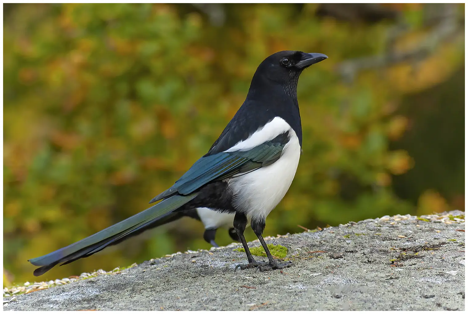 Elster. Schwarz-weißes Gefieder mit metallischem Glanz auf den Flügeln und auf dem sehr langen Schwanz, mit dem er oft schnippt.