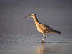 Regenbrachvogel