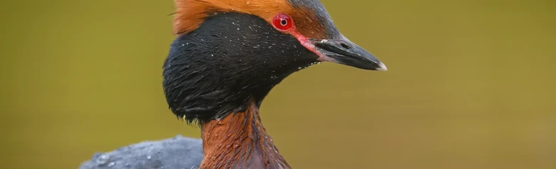 Ohrentaucher. Orange Zierfedern auf dem Kopf, schwarzer Kragen und komplett rote Augen.