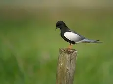 Weißflügel-Seeschwalbe