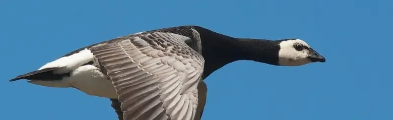 Eine fliegende Nonnengans mit ausgeprägten schwarzen und weißen Farben. Die Flügel zeigen nach unten.