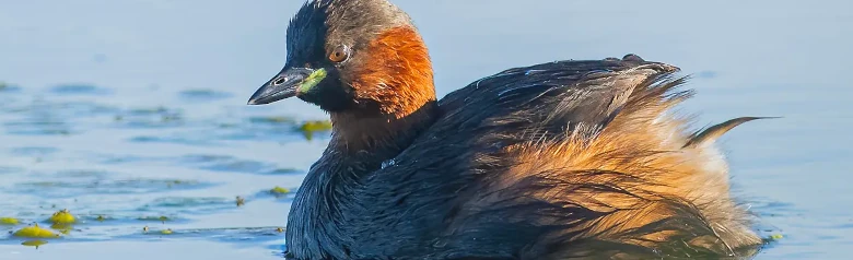 Zwergtaucher. Der Vogel ist dunkel und hat deutliche gelbe Flecken an den Mundwinkeln. Ihm fehlt das Kopfgefieder der anderen Haubentaucher.