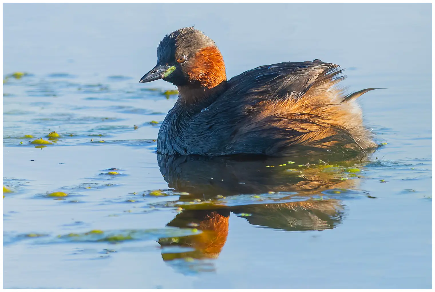 Zwergtaucher. Der Vogel ist dunkel und hat deutliche gelbe Flecken an den Mundwinkeln. Ihm fehlt das Kopfgefieder der anderen Haubentaucher.