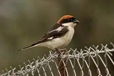 Rotkopfwürger