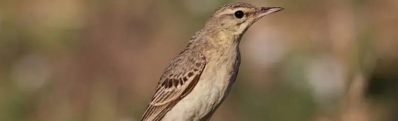Brachpieper. Aufrecht auf dem Boden stehend. Großer, heller Vogel mit fast ungestreifter, hellsandfarbener Unterseite und schwach gefleckter, gelblich-brauner Oberseite.