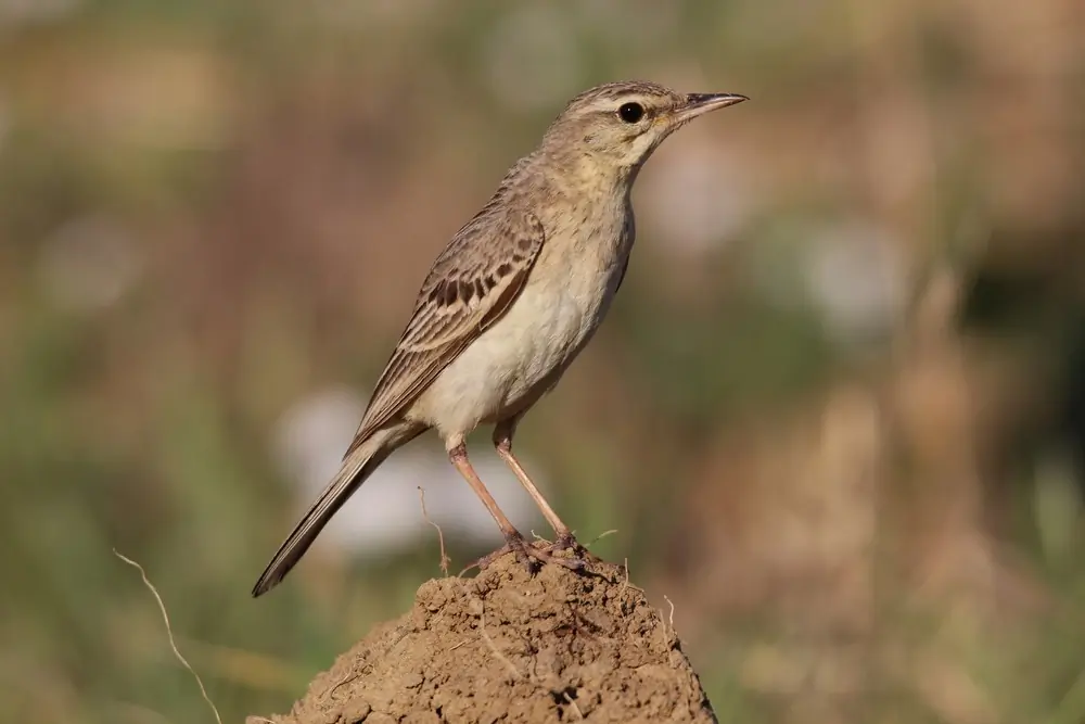 Brachpieper. Aufrecht auf dem Boden stehend. Großer, heller Vogel mit fast ungestreifter, hellsandfarbener Unterseite und schwach gefleckter, gelblich-brauner Oberseite.