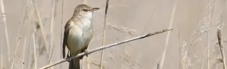 Drosselrohrsänger. Hier sitzend in einem Schilfwald. Der Vogel hat braune Oberseiten und helle Unterseiten mit beigefarbenen Körperseiten. Heller Augenstreif.