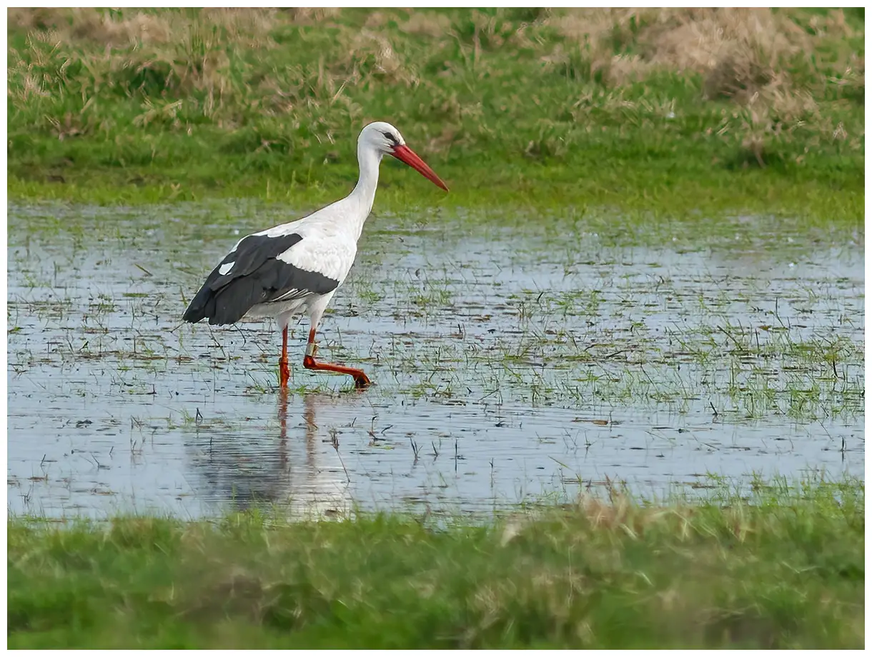Weißstorch